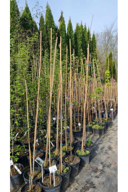 Тополь черный Италика  - 5л/вис.180-200см/Ø25-35см